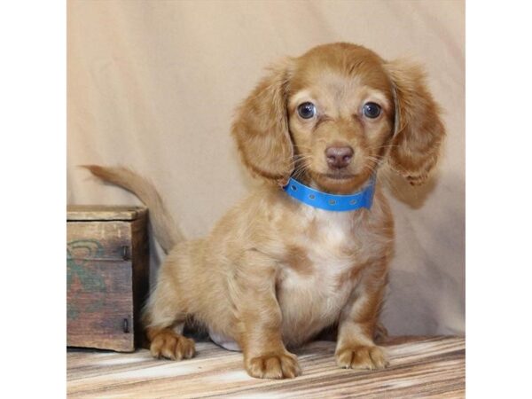 [#29664] Red Male Dachshund Puppies For Sale