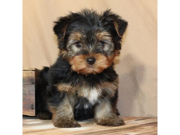 [#29665] Black / Tan Male Yorkshire Terrier Puppies For Sale