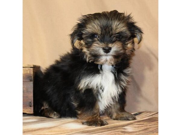 [#29666] Black / Tan Male Shih Tzu/Yorkshire Terrier Puppies For Sale