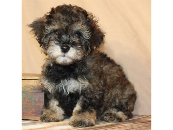 [#29667] Cafe Au Lait Male Poodle Puppies For Sale
