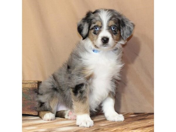 [#29669] Blue Merle / Tan Female Poodle/Australian Shepherd Puppies For Sale