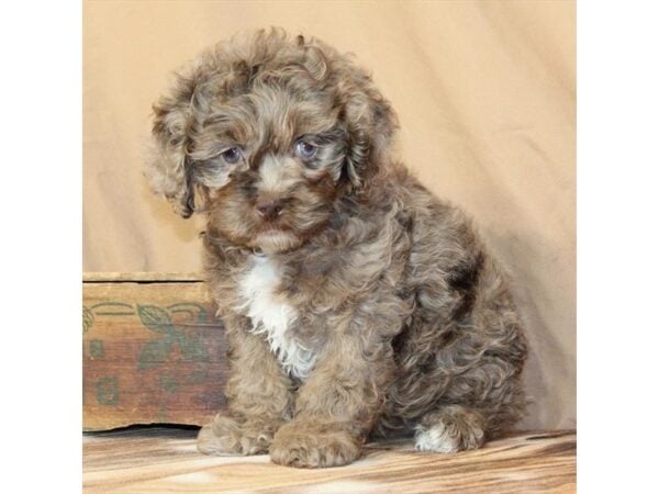 [#29670] Chocolate Merle / Tan Female Cocker Spaniel/Poodle Puppies For Sale
