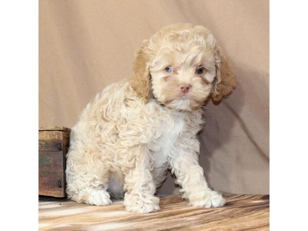 [#29671] Apricot Female Cocker Spaniel/Poodle Puppies For Sale