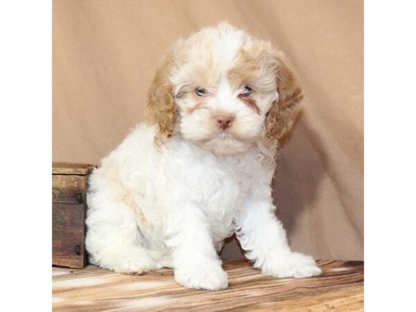 [#29672] White / Apricot Female Cocker Spaniel/Poodle Puppies For Sale