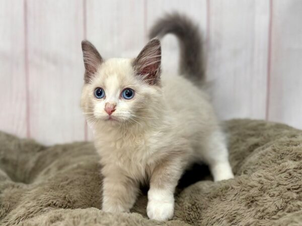 [#29653] Male Ragdoll Kittens For Sale