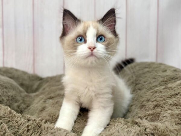 [#29654] Female Ragdoll Kittens For Sale