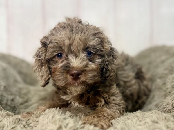 [#29670] Chocolate Merle / Tan Female Cocker Spaniel/Poodle Puppies For Sale