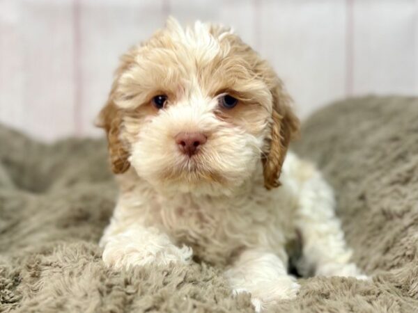[#29672] White / Apricot Female Cocker Spaniel/Poodle Puppies For Sale
