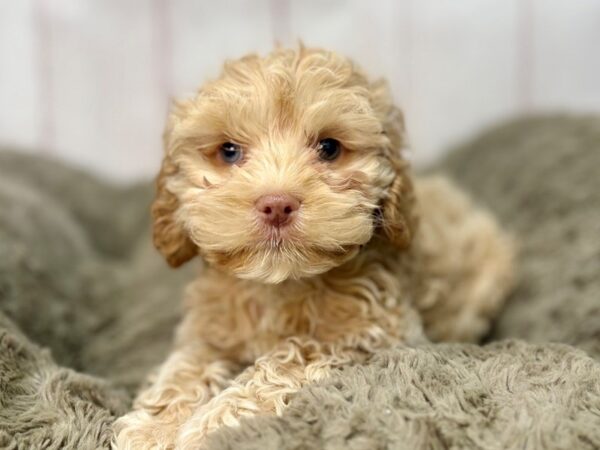 [#29671] Apricot Female Cocker Spaniel/Poodle Puppies For Sale