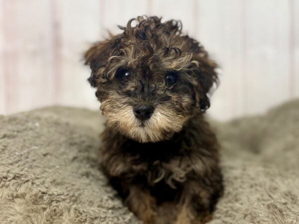 [#29667] Cafe Au Lait Male Poodle Puppies For Sale