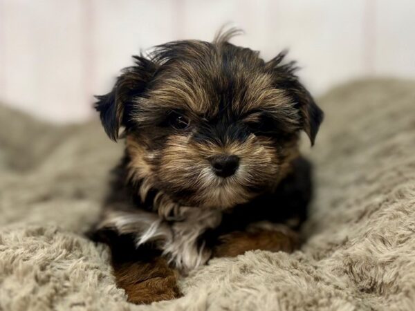 [#29666] Black / Tan Male Shih Tzu/Yorkshire Terrier Puppies For Sale