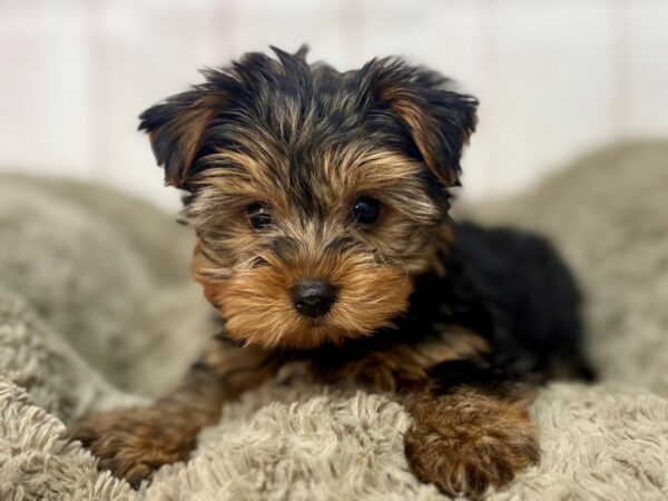 [#29665] Black / Tan Male Yorkshire Terrier Puppies For Sale