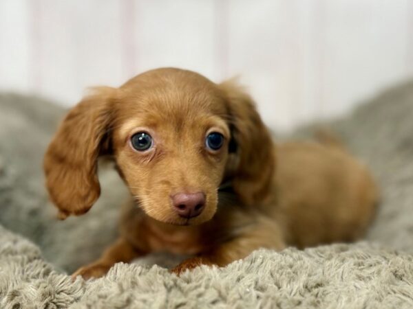 [#29664] Red Male Dachshund Puppies For Sale