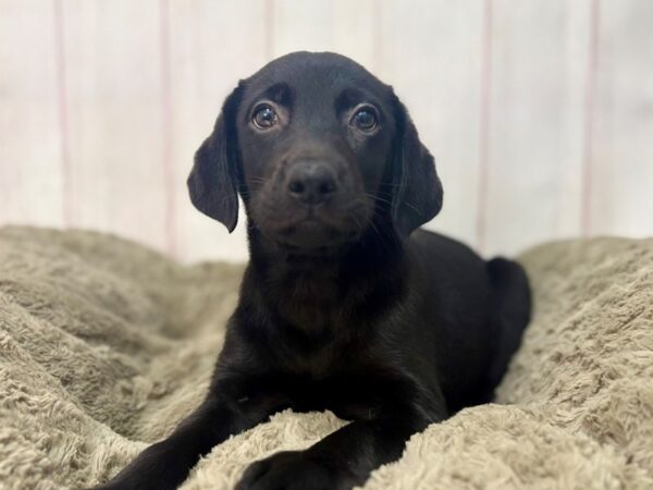 [#29661] Black Female Labrador Retriever Puppies For Sale