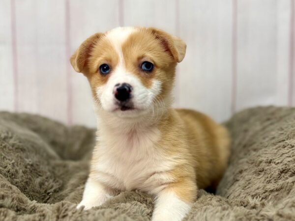 [#29660] Red Female Pembroke Welsh Corgi Puppies For Sale