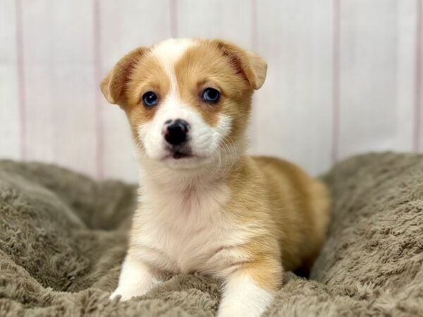 [#29660] Red Female Pembroke Welsh Corgi Puppies For Sale