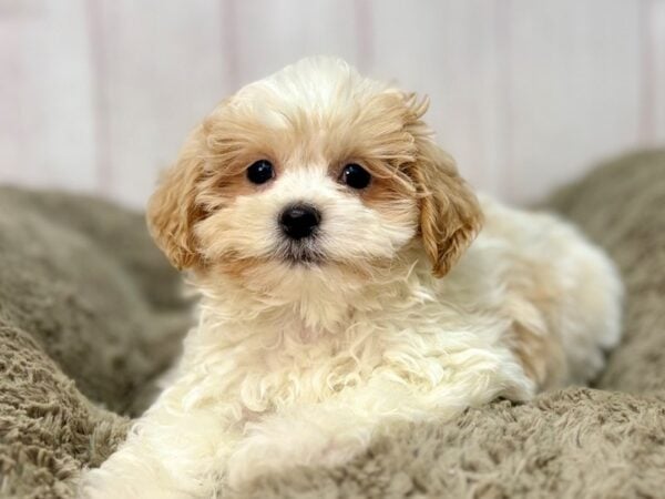 [#29663] White and Apricot Male Poodle/Shih Tzu Puppies For Sale