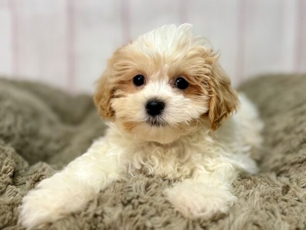 [#29662] White and Apricot Male Poodle/Shih Tzu Puppies For Sale