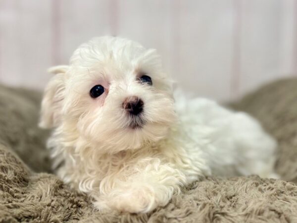 [#29656] White Male Maltese Puppies For Sale