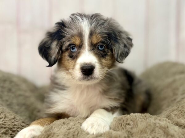 [#29669] Blue Merle / Tan Female Poodle/Australian Shepherd Puppies For Sale
