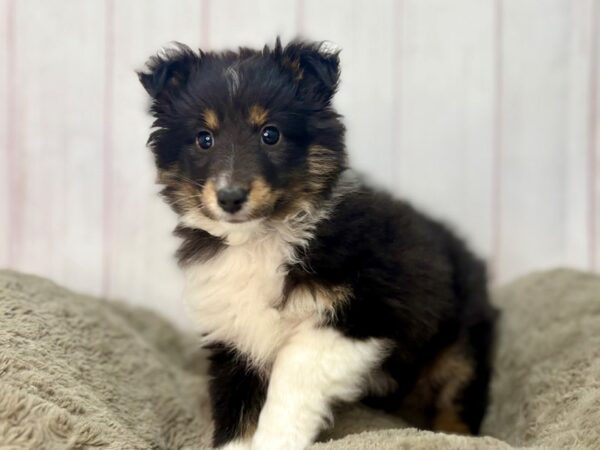 [#29668] Black / Tan Male Shetland Sheepdog Puppies For Sale