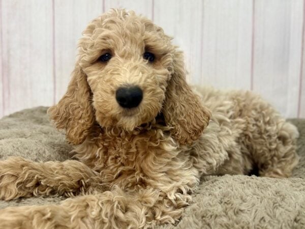 [#29674] Golden Male F1B Goldendoodle Puppies For Sale