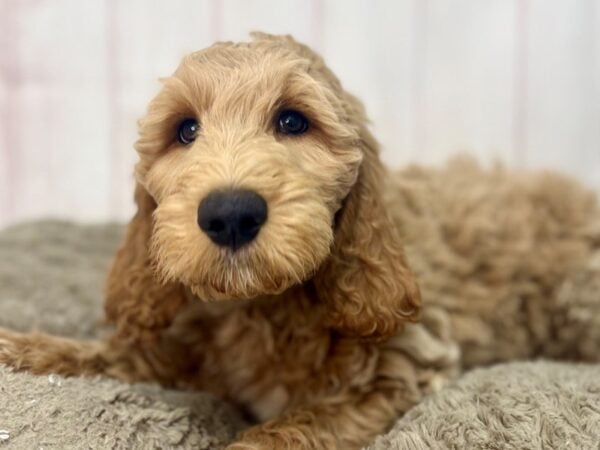[#29673] Golden Male F1B Goldendoodle Puppies For Sale
