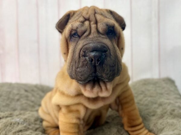 [#29657] Red Male Shar Pei Puppies For Sale