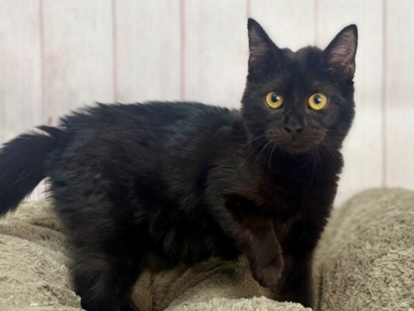 [#29676] SABLE Male Tonkinese Kittens For Sale