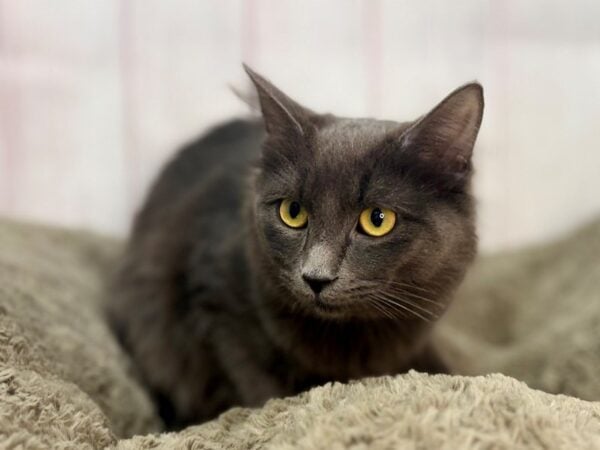 [#29677] Blue Male Ragamuffin Kittens For Sale