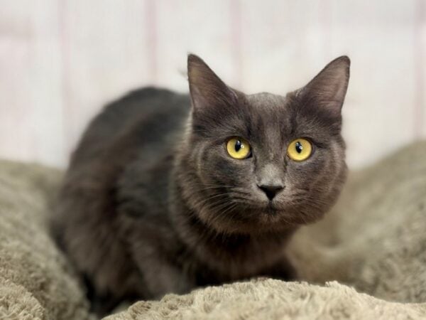 [#29678] Blue Female Ragamuffin Kittens For Sale