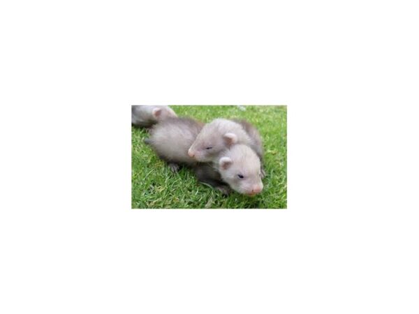 [#22] Ferret Small Animals For Sale