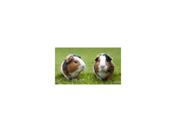 [#7] Male Guinea Pig Small Animals For Sale
