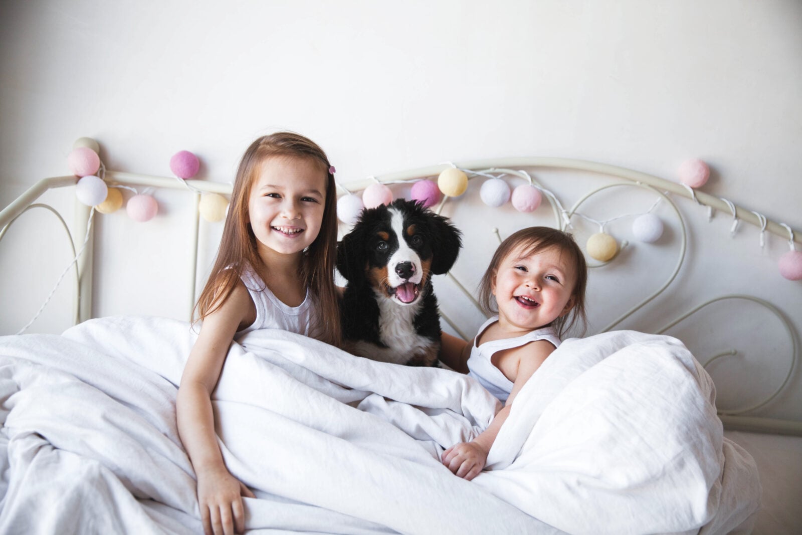 Discover Your Ideal Puppy Match! banner