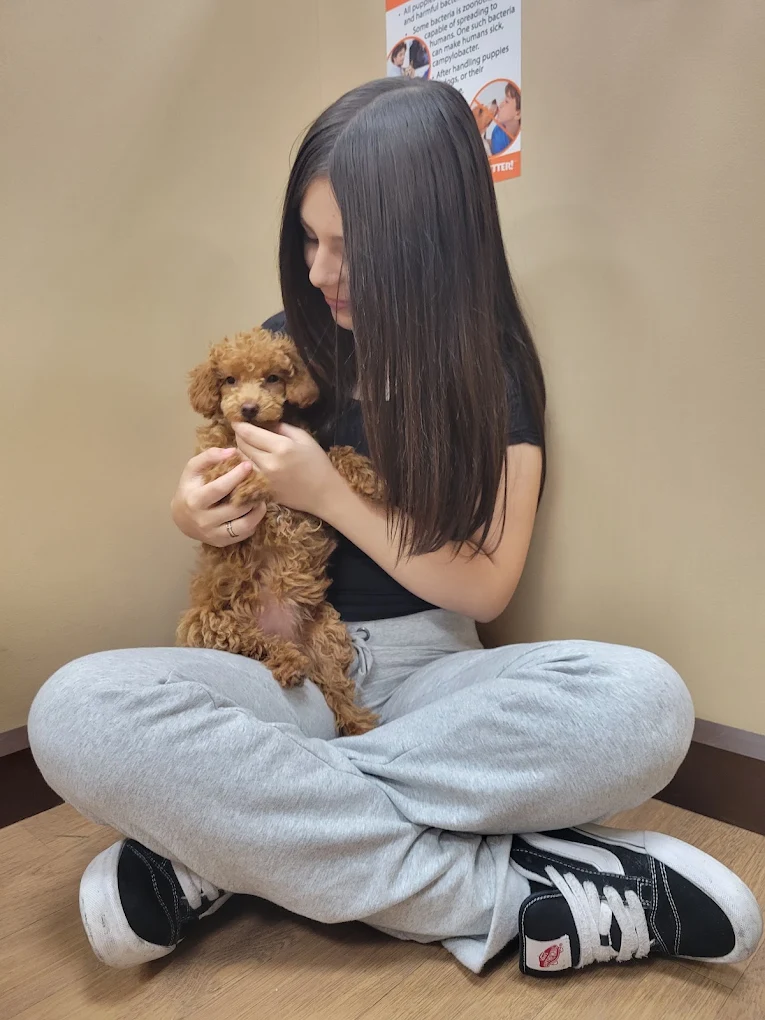 Puppies at Petland Las Vegas